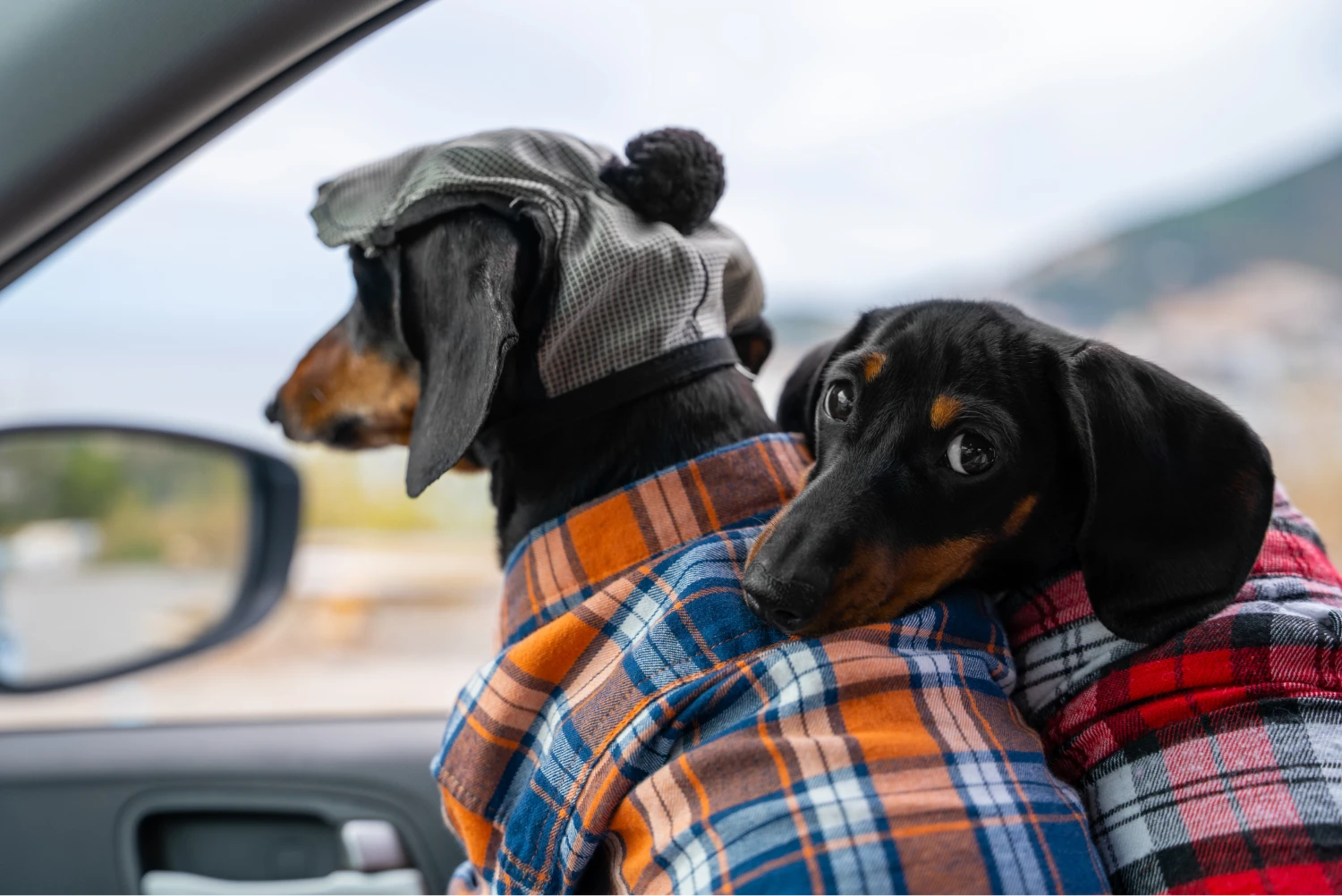 Dog Carrier Purse for Dachshund