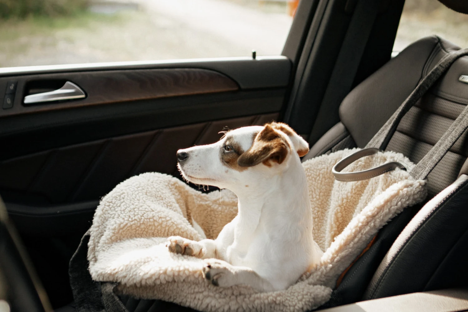 Dog Carrier Purse for Dachshund